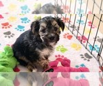 Small #4 Morkie