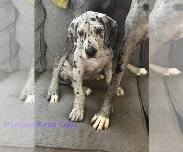 Full screen Photo #4 Great Dane Puppy For Sale in PERRIS, CA, USA