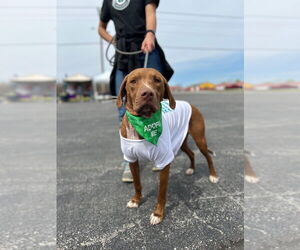 Mutt Dogs for adoption in Claremore, OK, USA