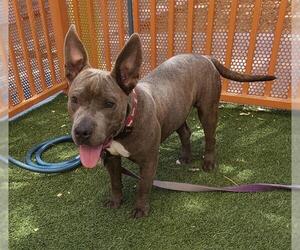 American Pit Bull Terrier-Unknown Mix Dogs for adoption in Las Vegas, NV, USA