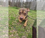 Small #1 American Staffordshire Terrier Mix