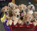 Small Golden Retriever