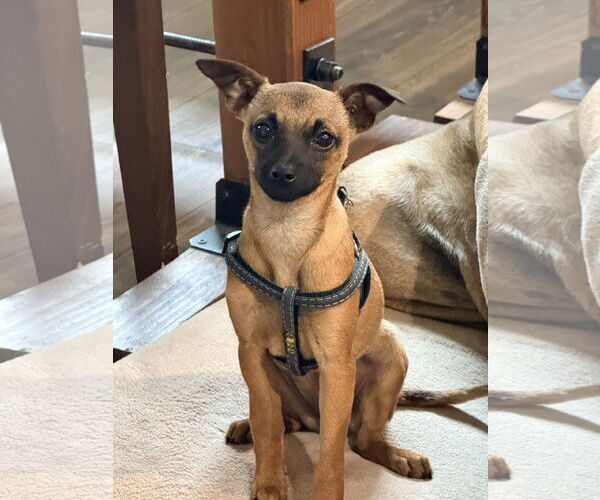 Medium Photo #1 Chihuahua-Unknown Mix Puppy For Sale in Bellevue, WA, USA