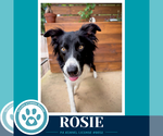 Small #2 Border Collie