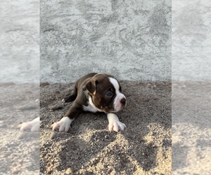 Boston Terrier Puppy for sale in MARICOPA, AZ, USA
