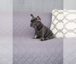 Small Photo #2 French Bulldog Puppy For Sale in FAYETTEVILLE, AR, USA