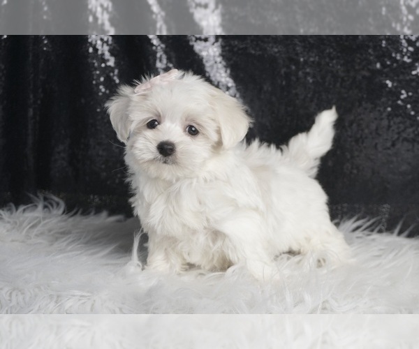 Medium Photo #5 Maltese Puppy For Sale in WARSAW, IN, USA