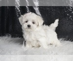 Small #4 Maltese