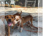 Small #2 American Pit Bull Terrier Mix