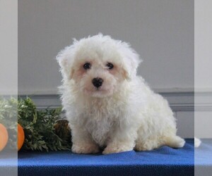 Bichon Frise Puppy for sale in GORDONVILLE, PA, USA