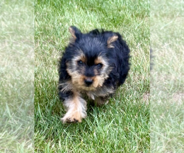 Medium Photo #4 Yorkshire Terrier Puppy For Sale in FAIR HAVEN, MI, USA