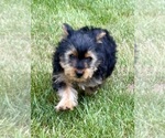 Small #3 Yorkshire Terrier