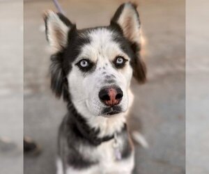 Huskies -Unknown Mix Dogs for adoption in Lake Forest, CA, USA