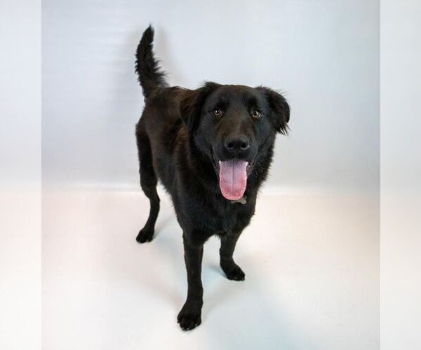 Medium Photo #6 Retriever -Unknown Mix Puppy For Sale in Kennesaw, GA, USA
