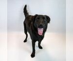 Small #5 Retriever  Mix
