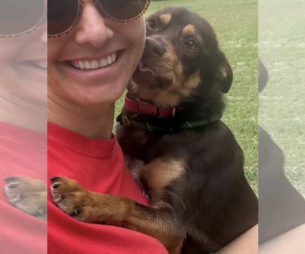 Medium Photo #2 Australian Kelpie-Miniature Pinscher Mix Puppy For Sale in Sanford, FL, USA