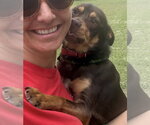 Small #1 Australian Kelpie-Miniature Pinscher Mix