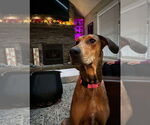 Small #7 Great Dane-Rhodesian Ridgeback Mix
