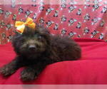 Small #1 F2 Aussiedoodle