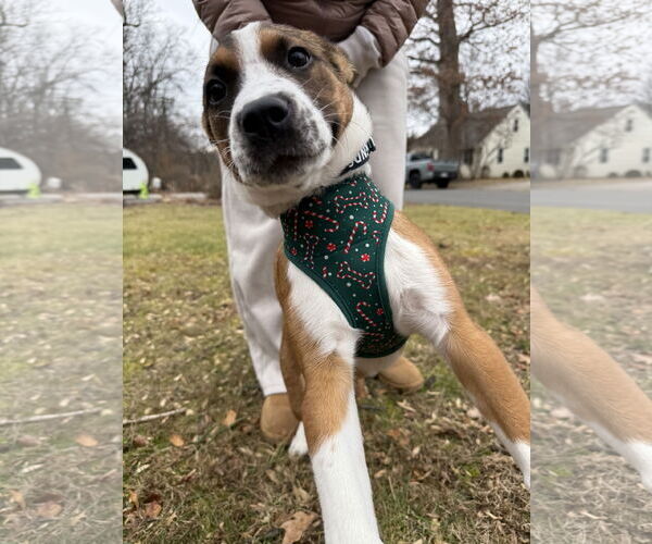 Medium Photo #5 Mutt Puppy For Sale in Rockville, MD, USA