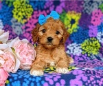 Small Photo #6 Cocker Spaniel-Poodle (Miniature) Mix Puppy For Sale in CHRISTIANA, PA, USA