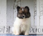 Small Photo #2 Pomeranian Puppy For Sale in FREDERICKSBG, OH, USA