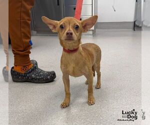 Bruno - Male Chihuahua-Unknown Mix Dog for Adoption - Photo #2