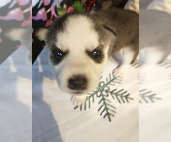 Medium Photo #17 Siberian Husky Puppy For Sale in DANBY, VT, USA