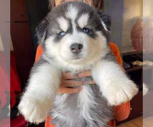 Alusky Puppy for sale in LONGMONT, CO, USA