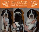 Puppy Blizzard English Springer Spaniel