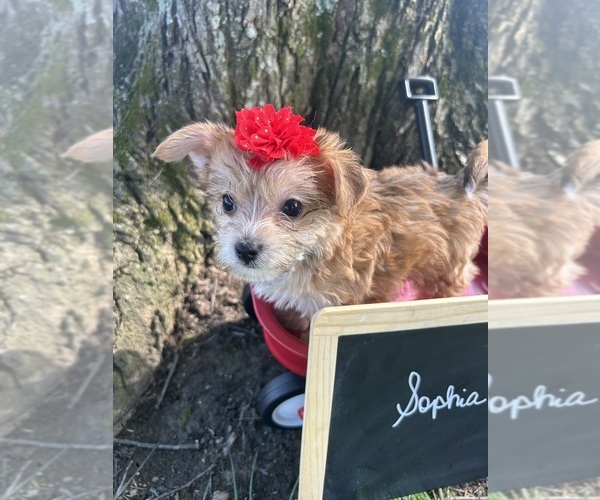 Medium Photo #4 Yo-Chon Puppy For Sale in BELFAST, OH, USA