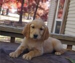 Small Photo #4 Golden Irish Puppy For Sale in SALEM, MO, USA