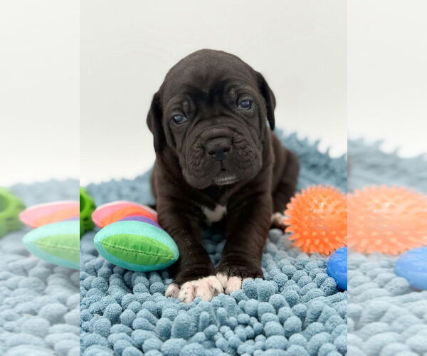 Medium Photo #1 Mutt Puppy For Sale in Brooklyn, NY, USA