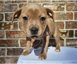 Small Photo #11 Staffordshire Bull Terrier Puppy For Sale in HOUSTON, TX, USA
