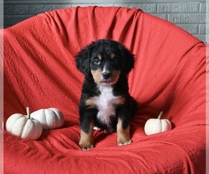 Bernese Mountain Dog Puppy for sale in SUGARCREEK, OH, USA