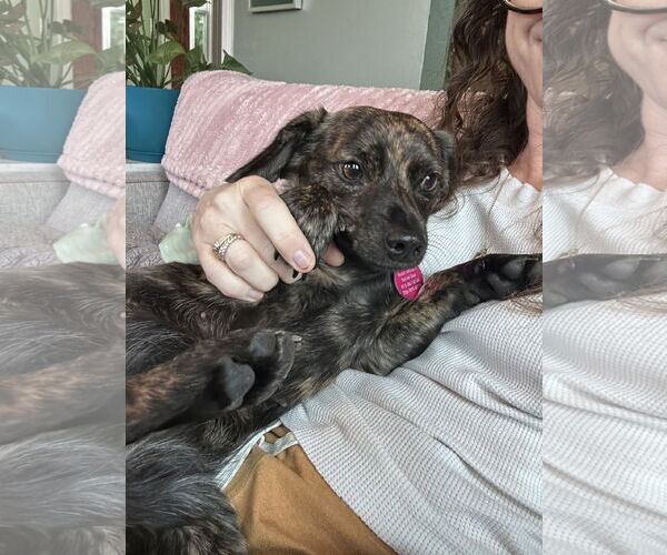 Medium Photo #3 Chiweenie Puppy For Sale in Bellevue, WA, USA