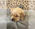 Puppy Major Golden Retriever