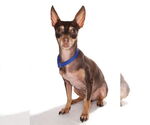 Small #1 Chihuahua