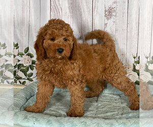 Goldendoodle Puppy for sale in PENNS CREEK, PA, USA