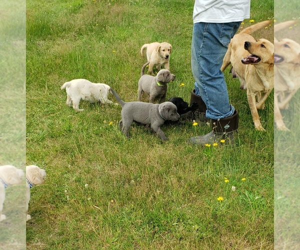 Medium Photo #17 Labrador Retriever Puppy For Sale in OLYMPIA, WA, USA