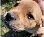 Puppy 4 American Pit Bull Terrier