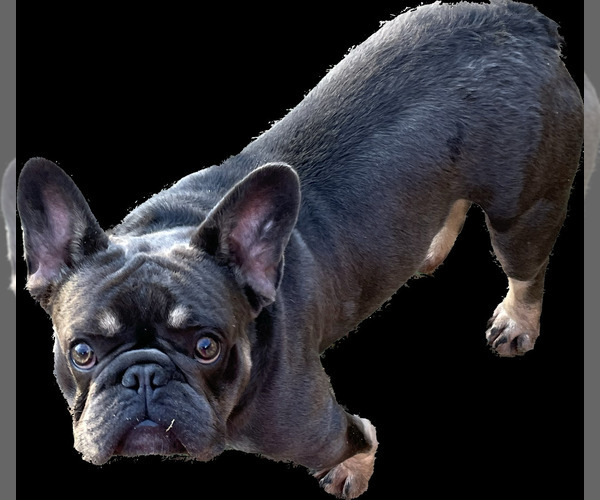 Medium Photo #7 French Bulldog Puppy For Sale in LAKE CITY, FL, USA
