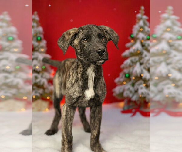 Medium Photo #4 Mutt Puppy For Sale in Royal Palm Beach, FL, USA