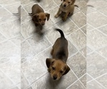 Small Photo #7 Beagle-Chiweenie Mix Puppy For Sale in FAIRBORN, OH, USA