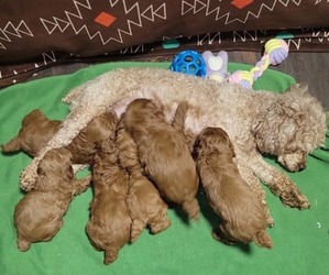 Poodle (Miniature) Litter for sale in DENVER, CO, USA