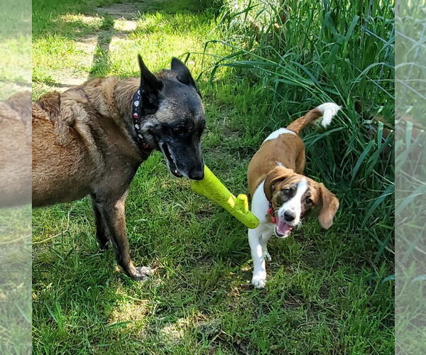 Medium Photo #4 Doxle Puppy For Sale in Fresno, CA, USA