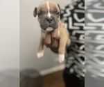 Puppy 3 American Bully-American Pit Bull Terrier Mix