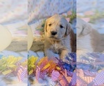 Small Photo #23 Golden Retriever Puppy For Sale in MODESTO, CA, USA