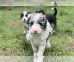 Small Photo #4 Aussiedoodle Puppy For Sale in OAK HARBOR, WA, USA