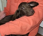 Small Photo #10 Labrador Retriever Puppy For Sale in ALTAMONT, IL, USA